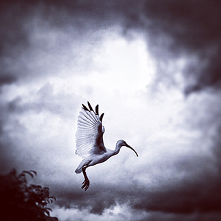 Ibis Flying In Sky